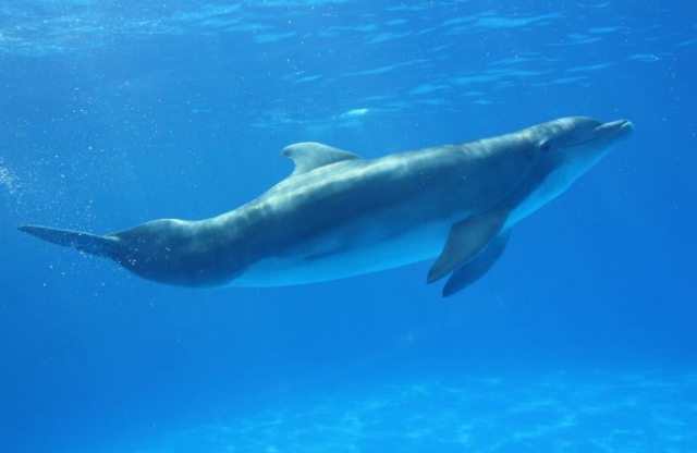  Delfin im Meer versunken 